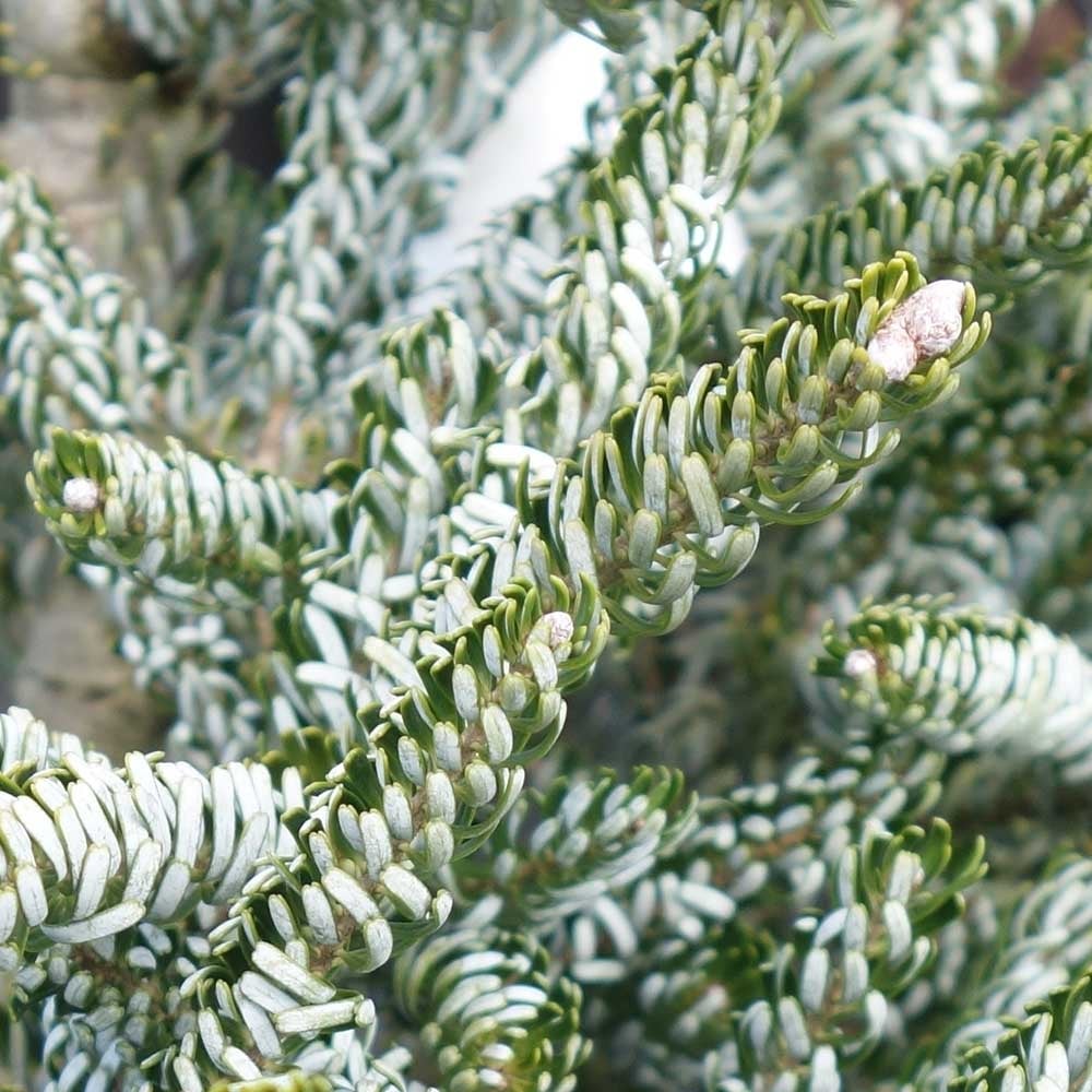 Abies koreana Tree - Image 3