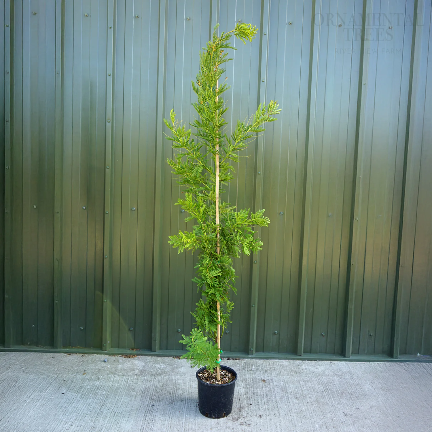 Acacia dealbata - Image 2