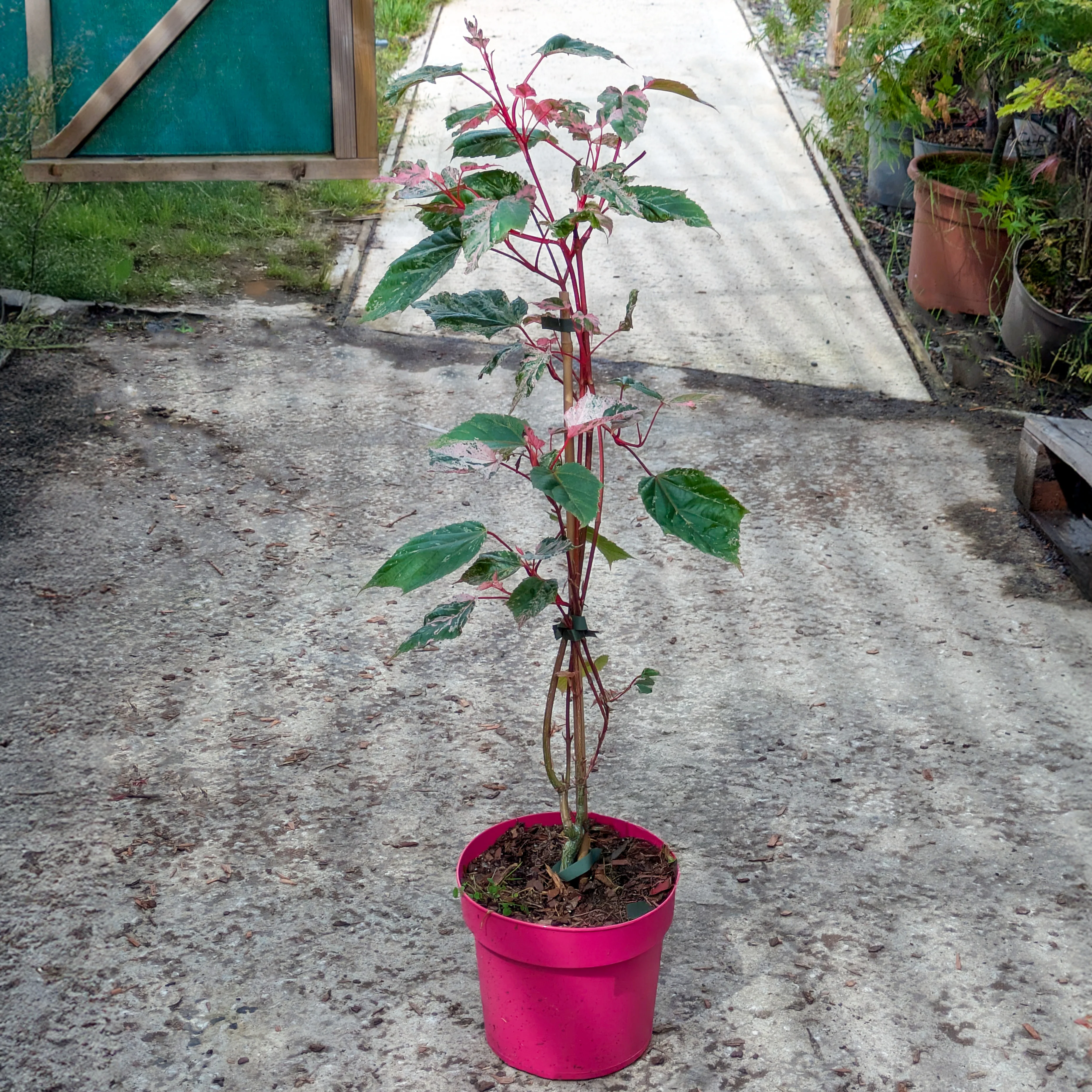 Acer conspicuum 'Red Flamingo' Tree - Image 7