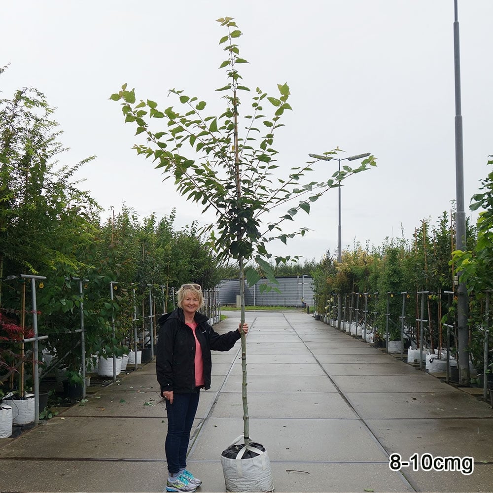 Acer davidii 'George Forrest' Tree - Image 5