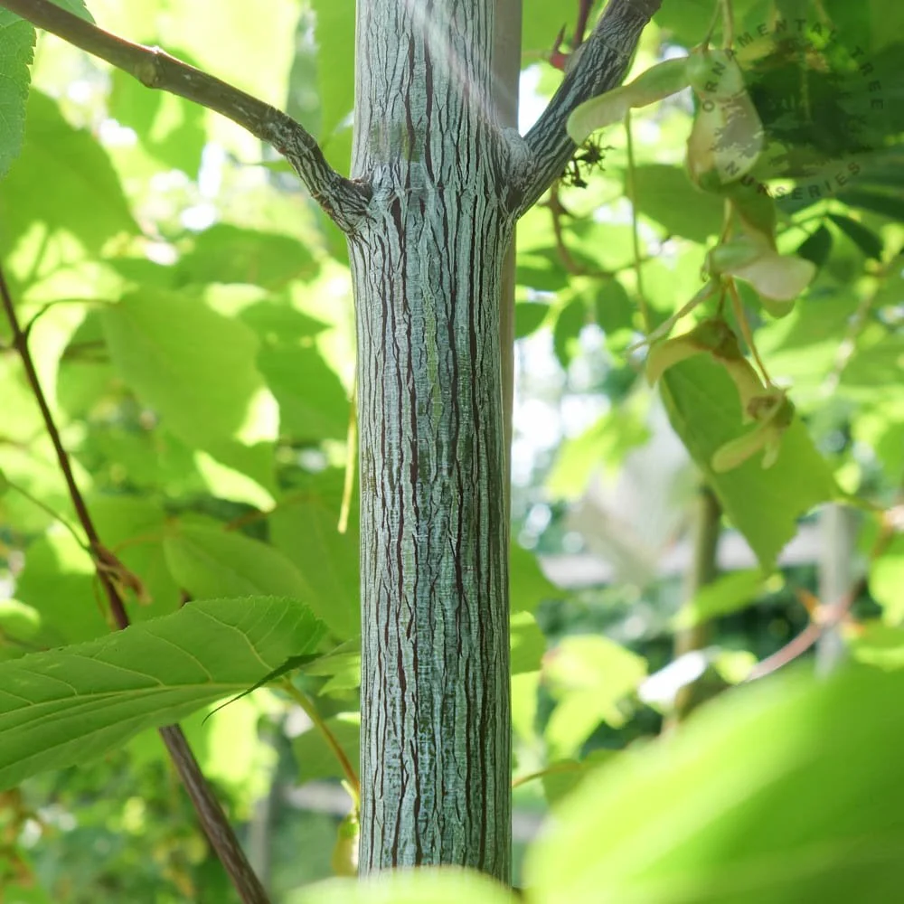 Acer davidii 'Viper' Tree