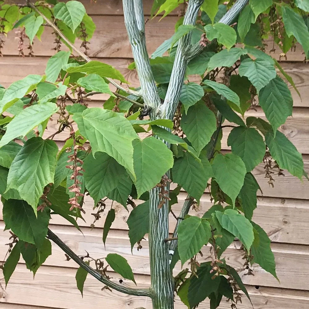 Acer davidii 'Viper' Tree - Image 2