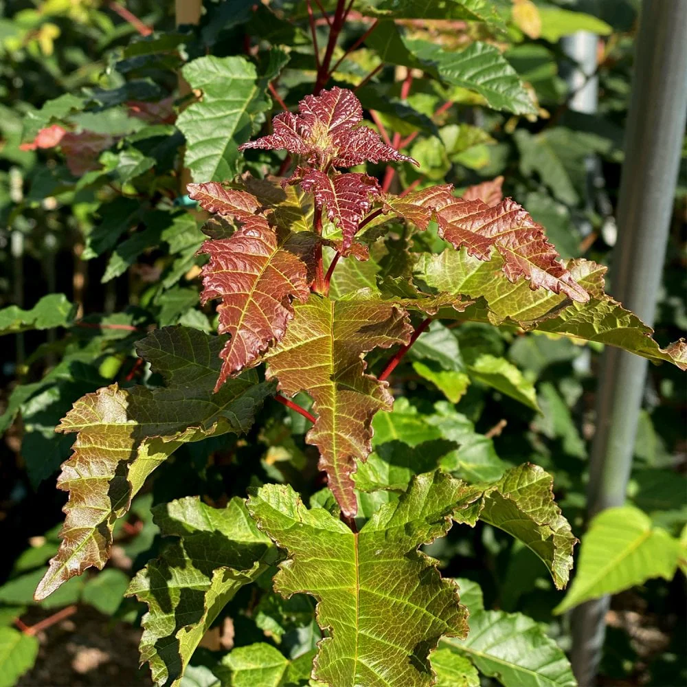 Acer ginnala Merlot Magic® Tree