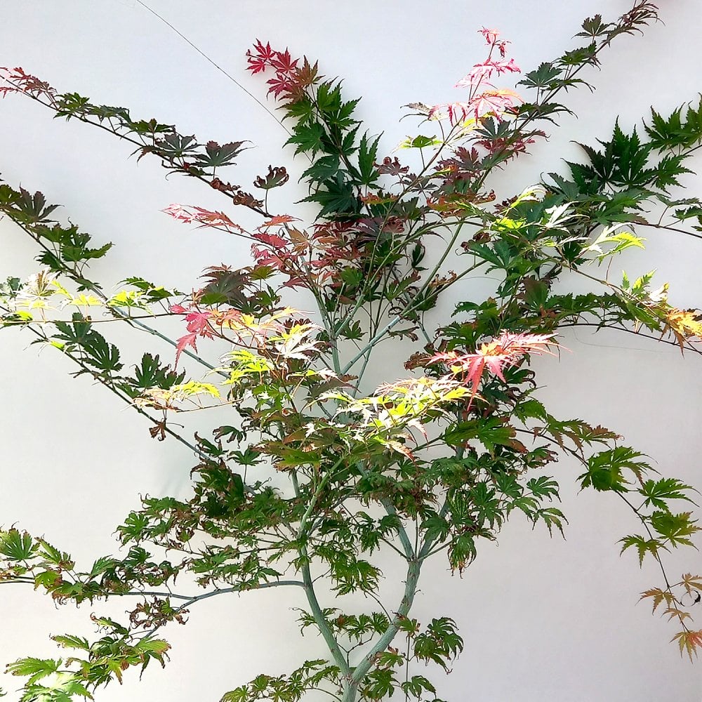 Acer palmatum 'Ariadne'