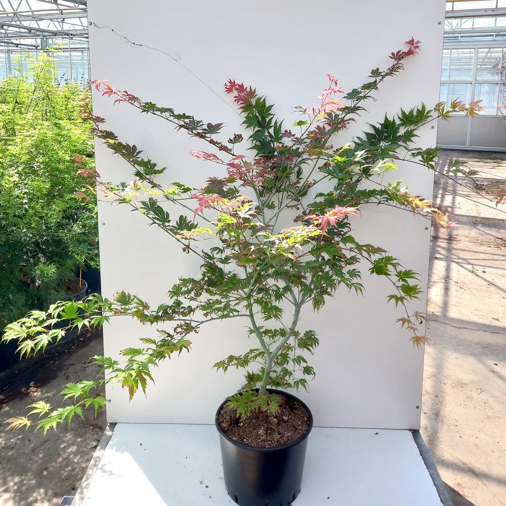 Acer palmatum 'Ariadne' - Image 2