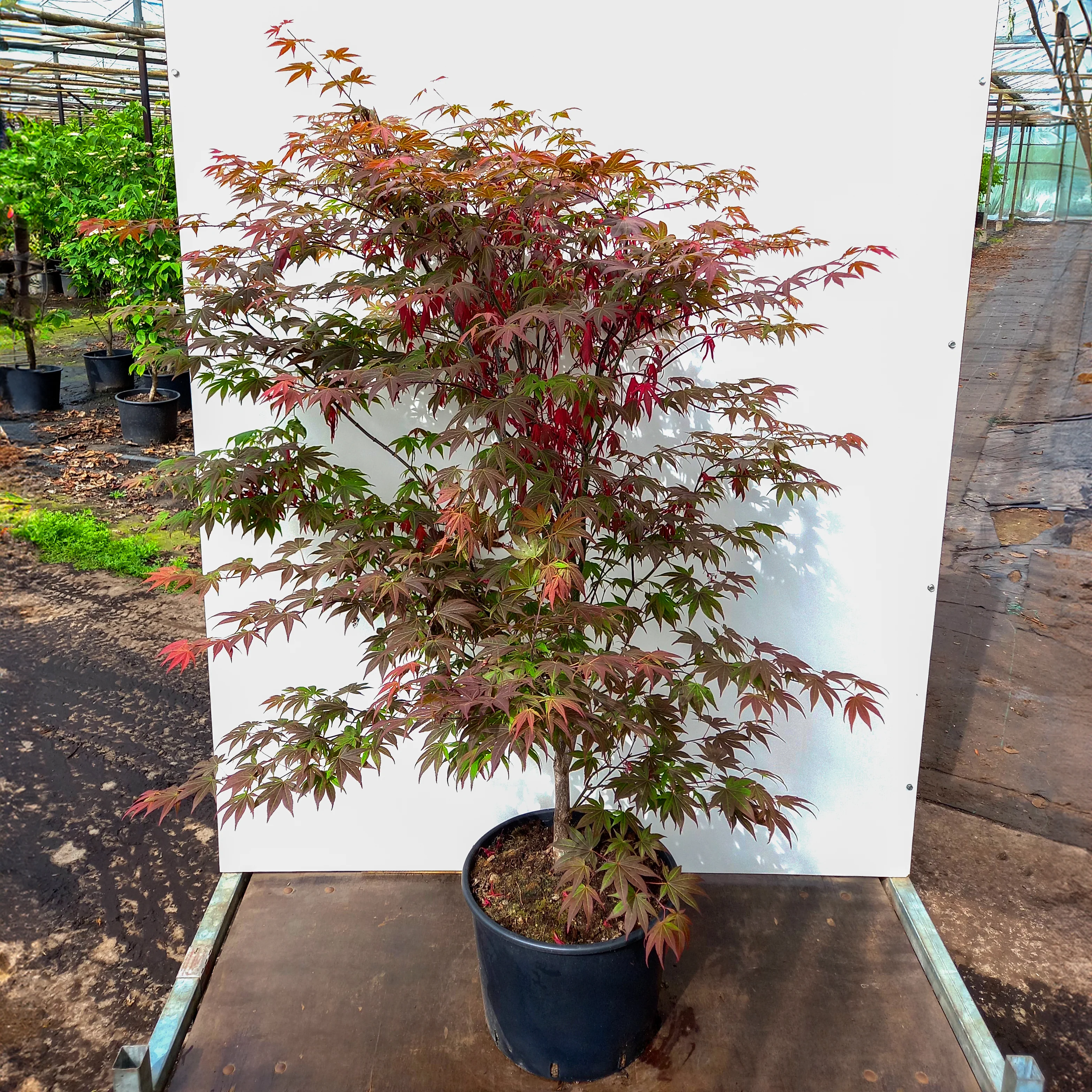 Acer palmatum 'Atropurpureum' Tree - Image 7
