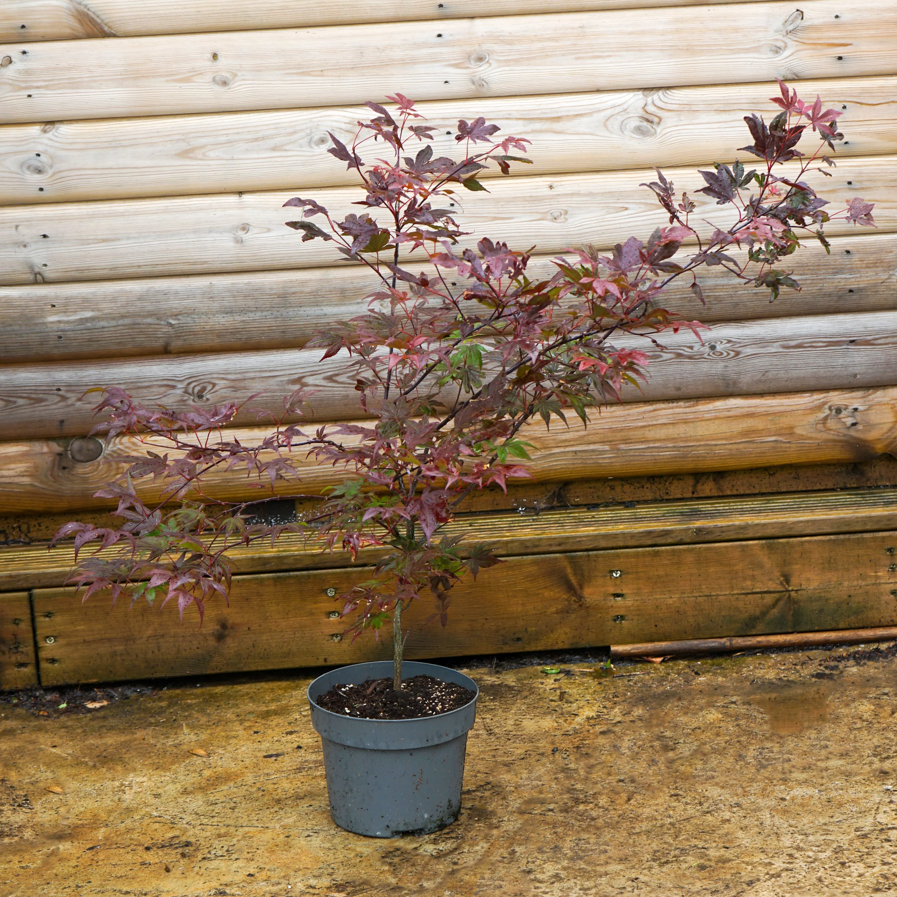 Acer palmatum 'Atropurpureum' Tree - Image 8