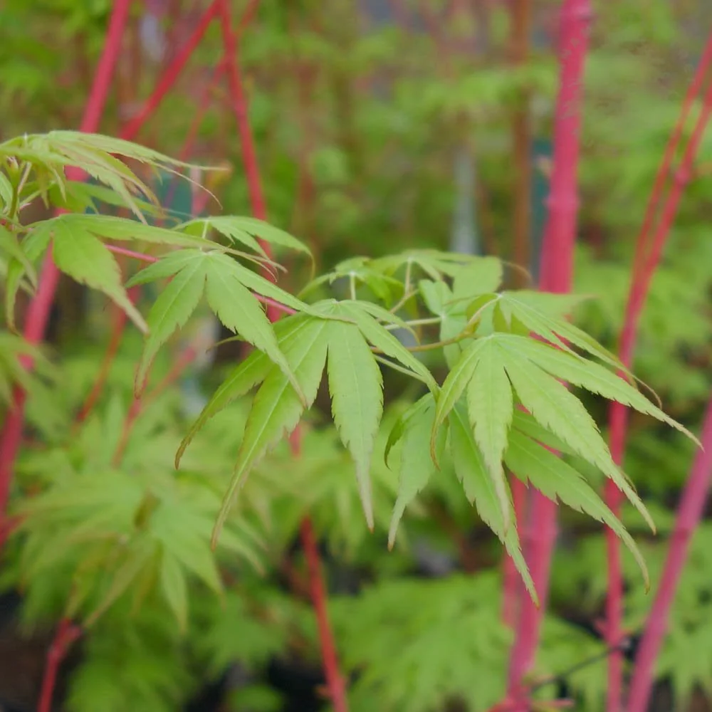 Acer palmatum 'Beni Kawa' Tree