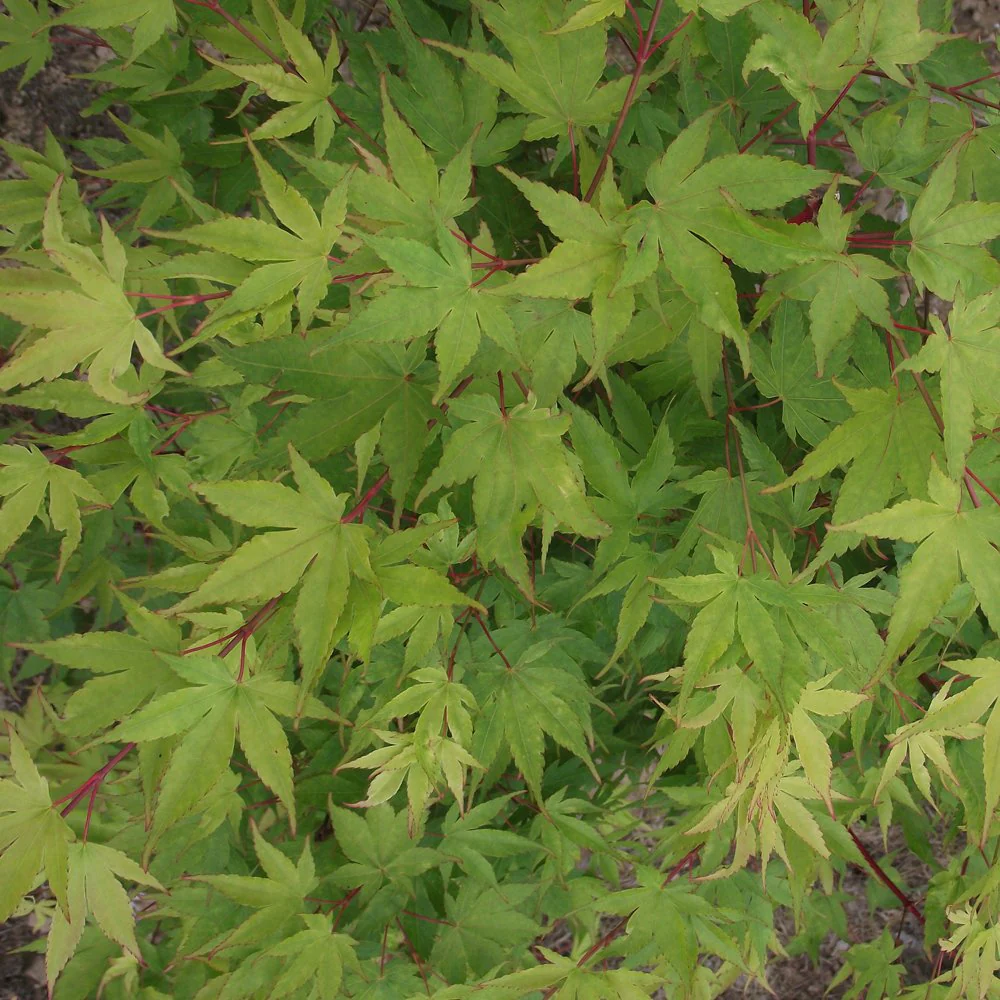 Acer palmatum 'Beni Kawa' Tree - Image 2