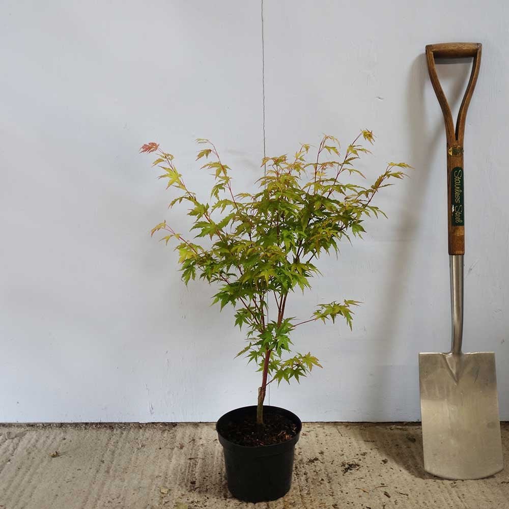 Acer palmatum 'Beni Kawa' Tree - Image 4