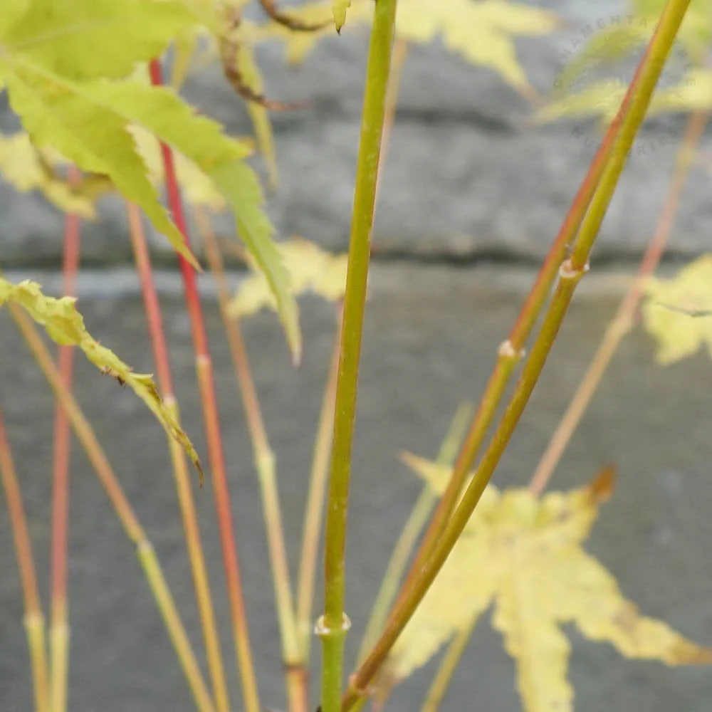 Acer palmatum 'Bi Ho' Tree - Image 2