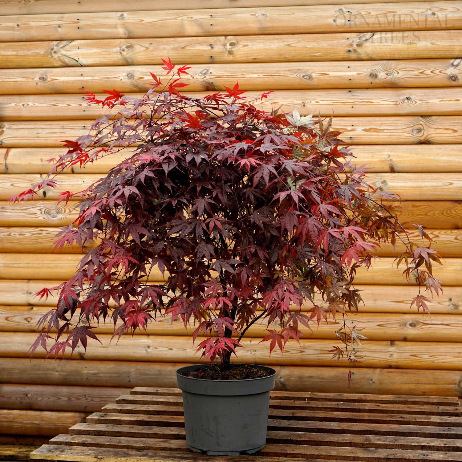 Acer palmatum 'Bloodgood' Tree - Image 4