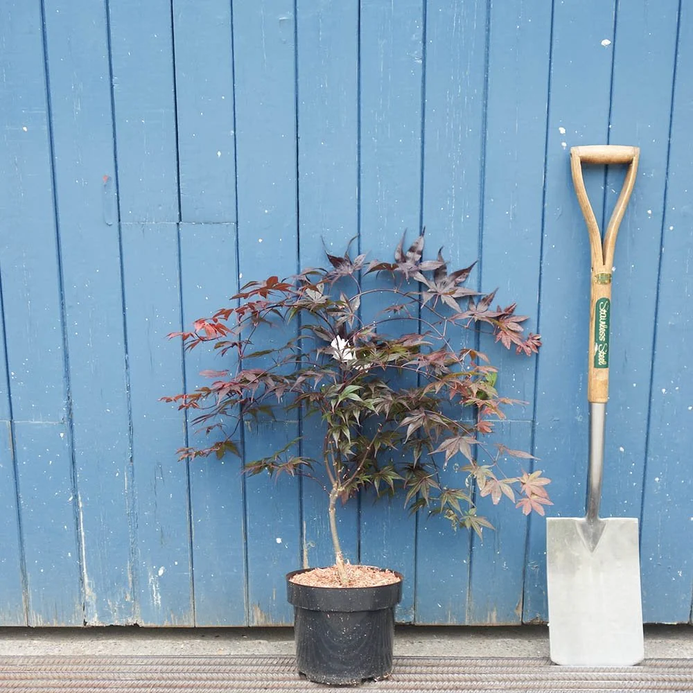 Acer palmatum 'Bloodgood' Tree - Image 5