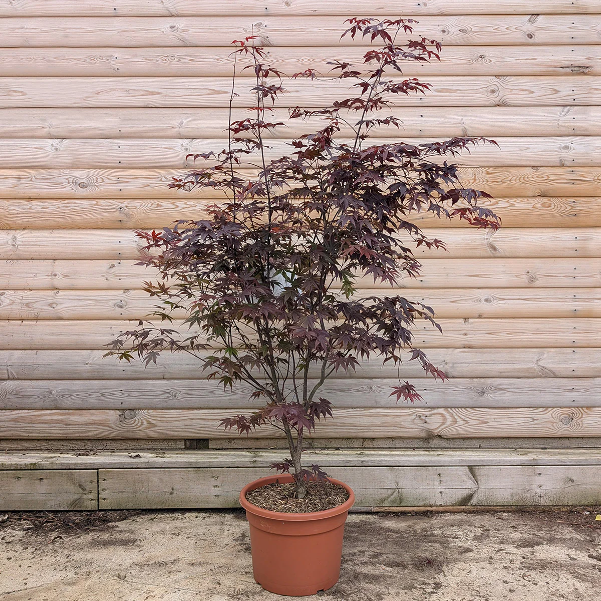 Acer palmatum 'Bloodgood' Tree - Image 6