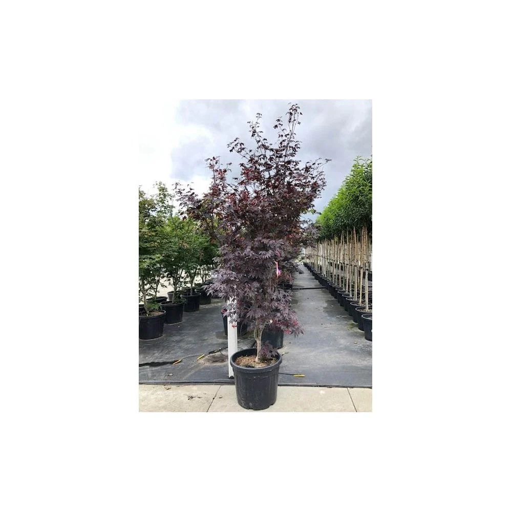 Acer palmatum 'Bloodgood' Tree - Image 7