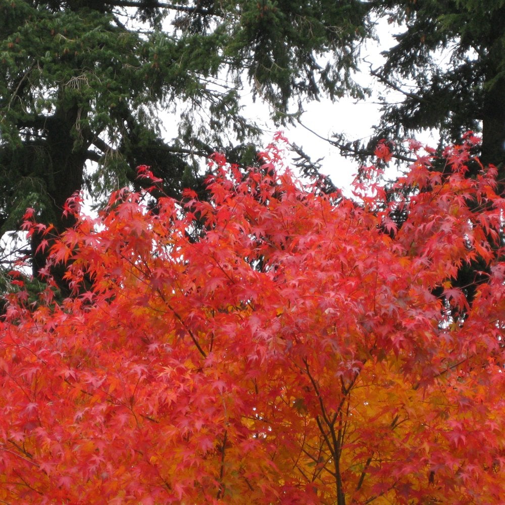 Acer palmatum 'Cascade' Tree
