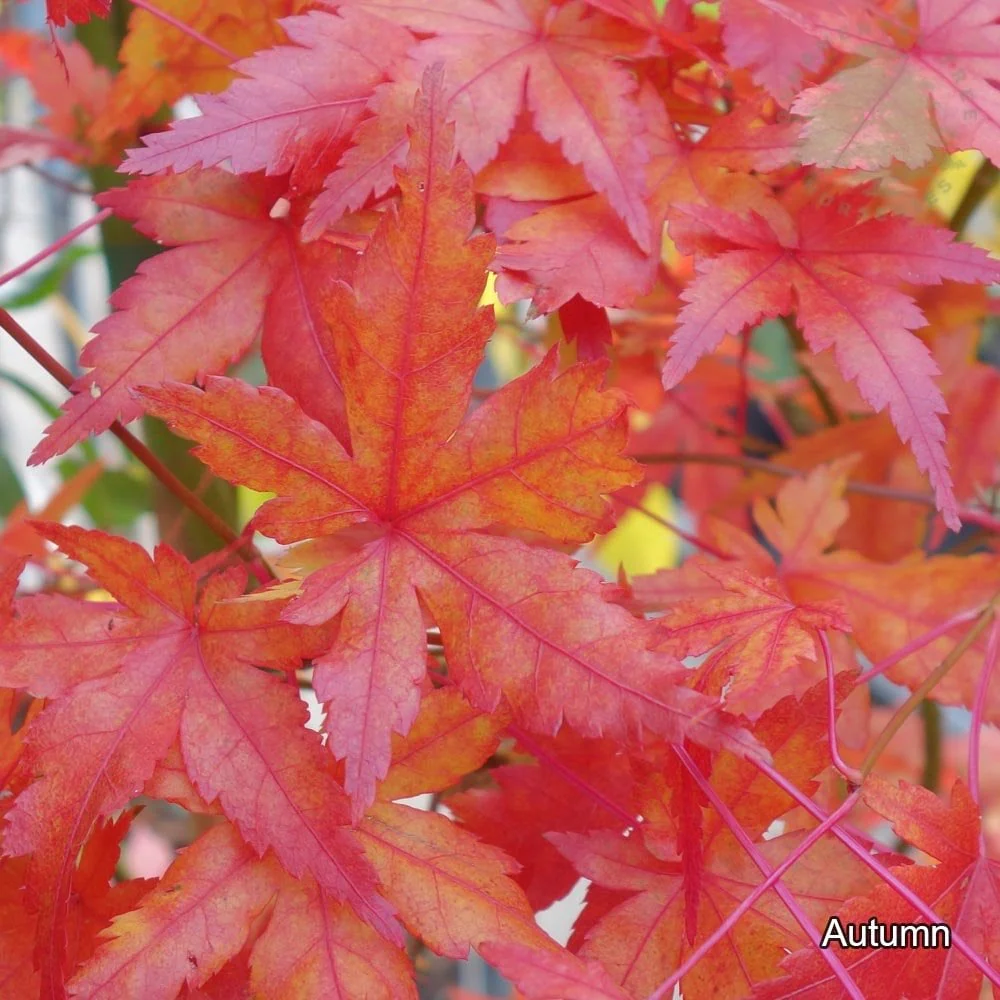 Acer palmatum 'Cascade' Tree - Image 2