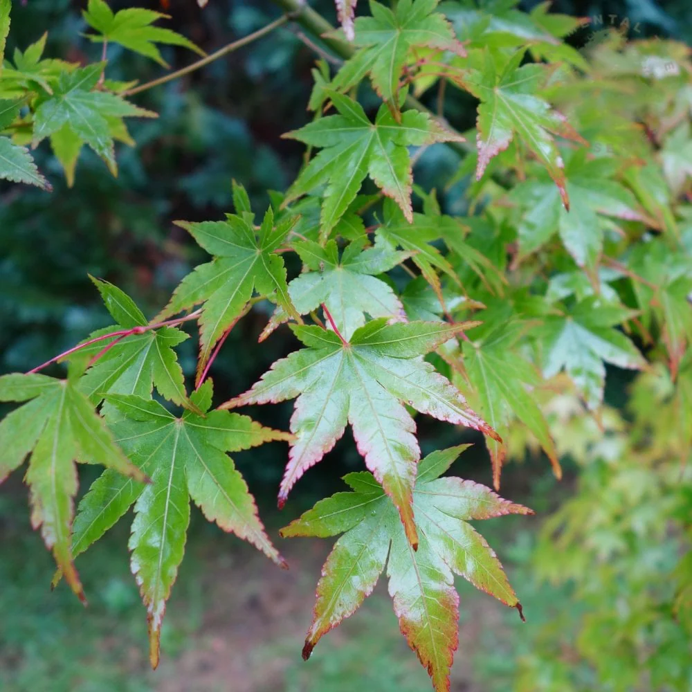 Acer palmatum 'Cascade' Tree - Image 3