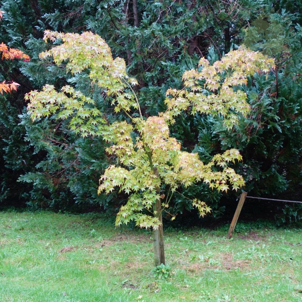Acer palmatum 'Cascade' Tree - Image 4