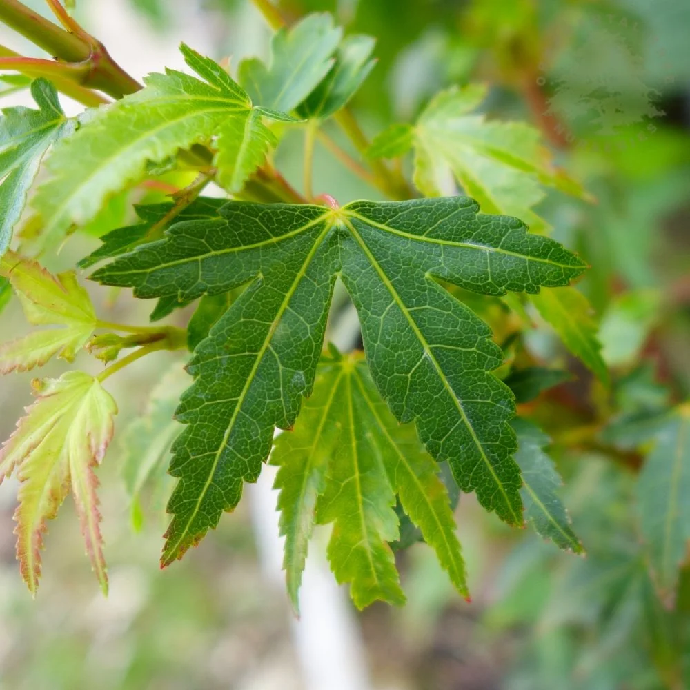 Acer palmatum 'Coonara Pygmy' Tree