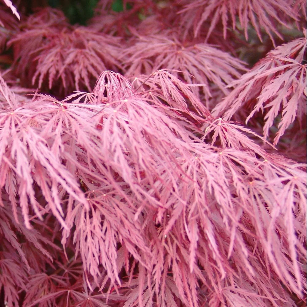 Acer palmatum dissectum 'Crimson Queen' Tree - Image 2