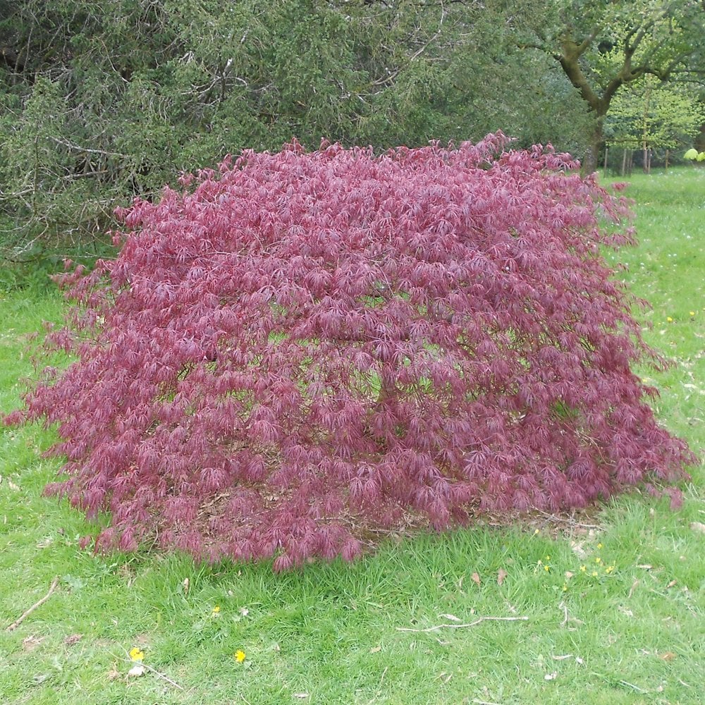 Acer palmatum dissectum 'Crimson Queen' Tree - Image 3
