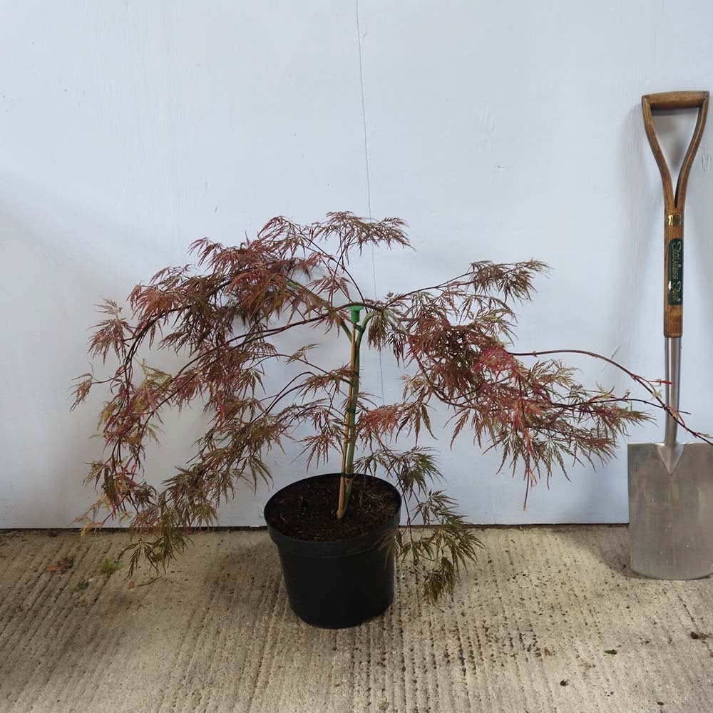 Acer palmatum dissectum 'Crimson Queen' Tree - Image 4