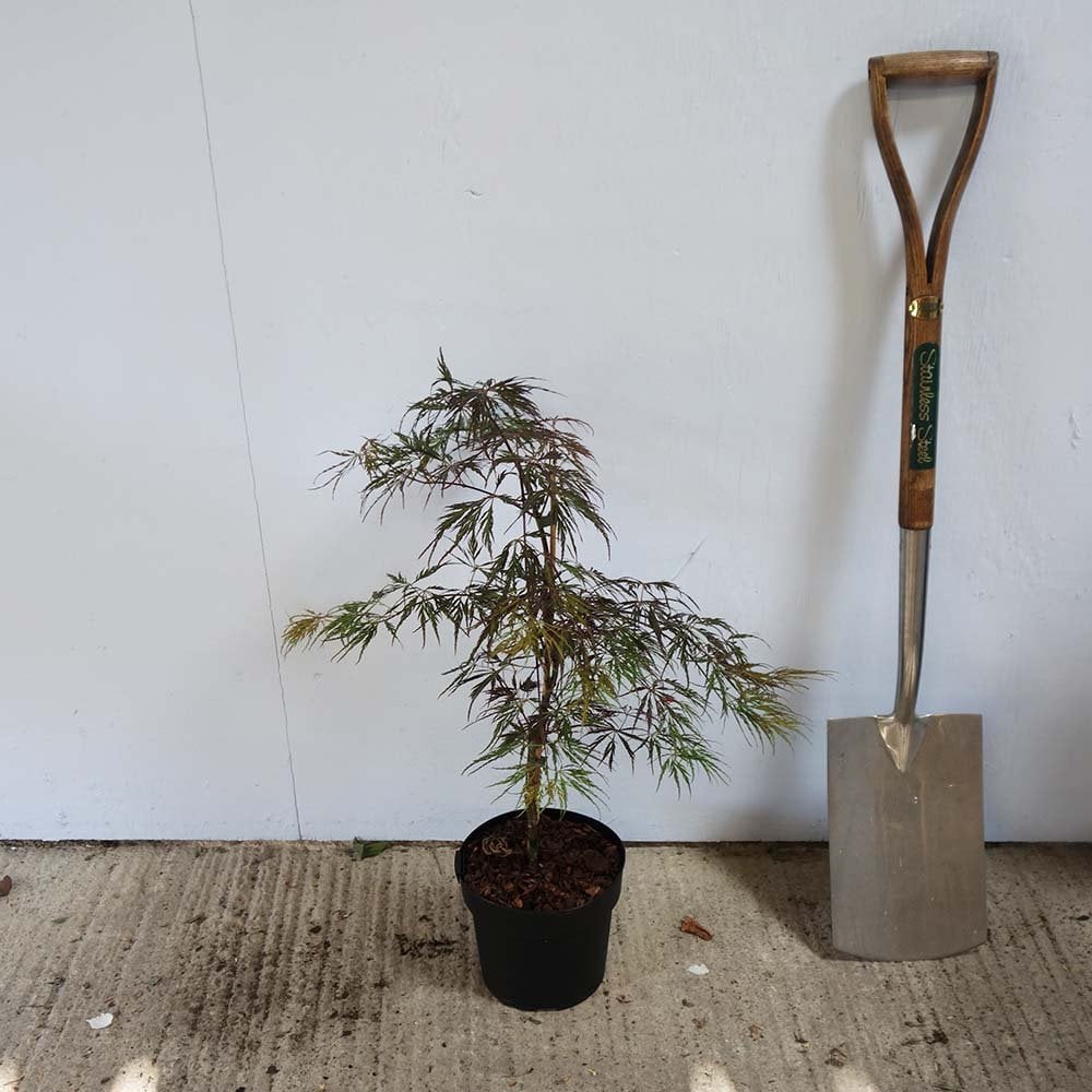 Acer palmatum dissectum 'Crimson Queen' Tree - Image 5