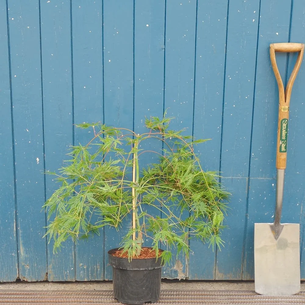 Acer palmatum dissectum 'Emerald Lace' Tree - Image 3