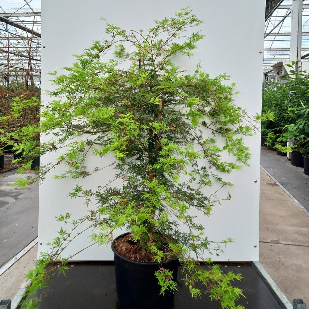 Acer palmatum dissectum 'Emerald Lace' Tree - Image 4