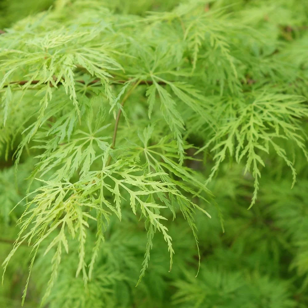 Acer palmatum Dissectum Viridis Tree - Image 2