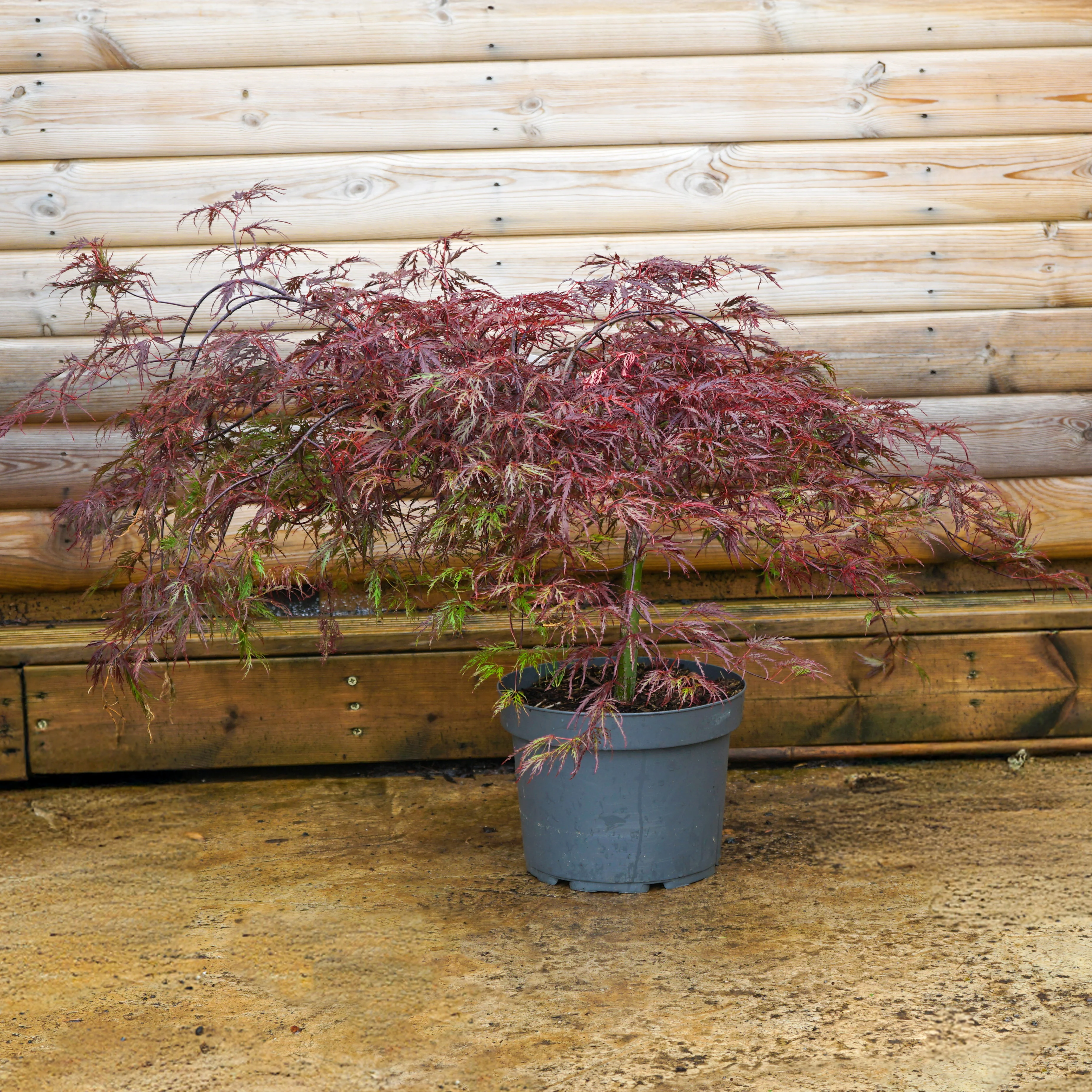 Acer palmatum 'Inaba-shidare' Tree - Image 5