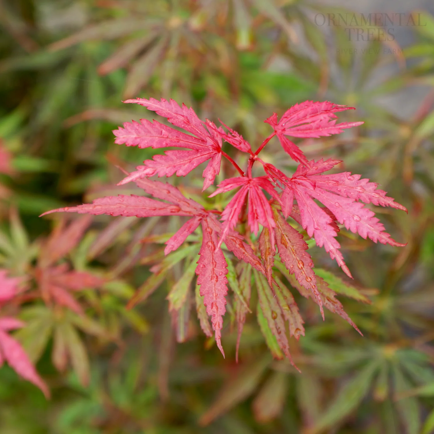 Acer palmatum 'Jerre Schwartz'