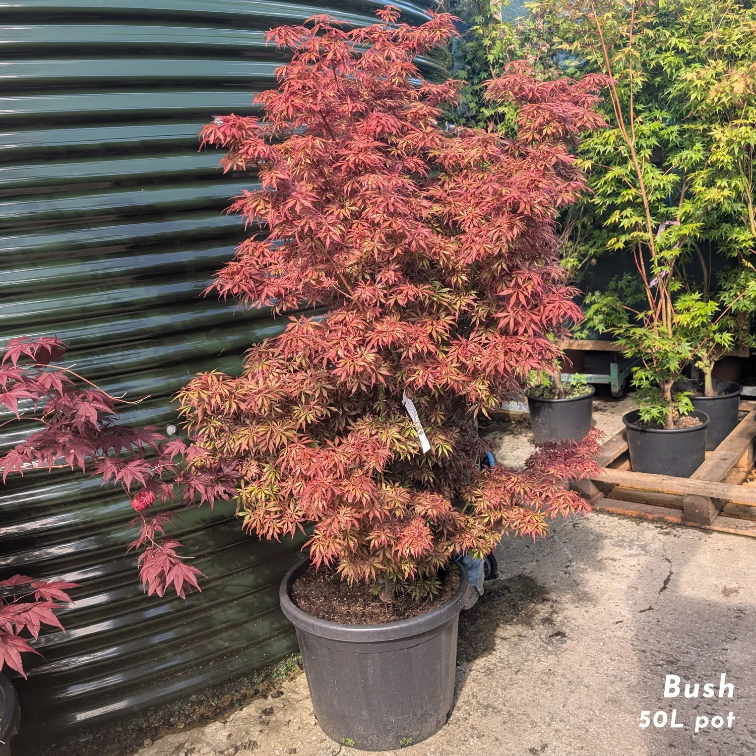Acer palmatum 'Jerre Schwartz' - Image 5