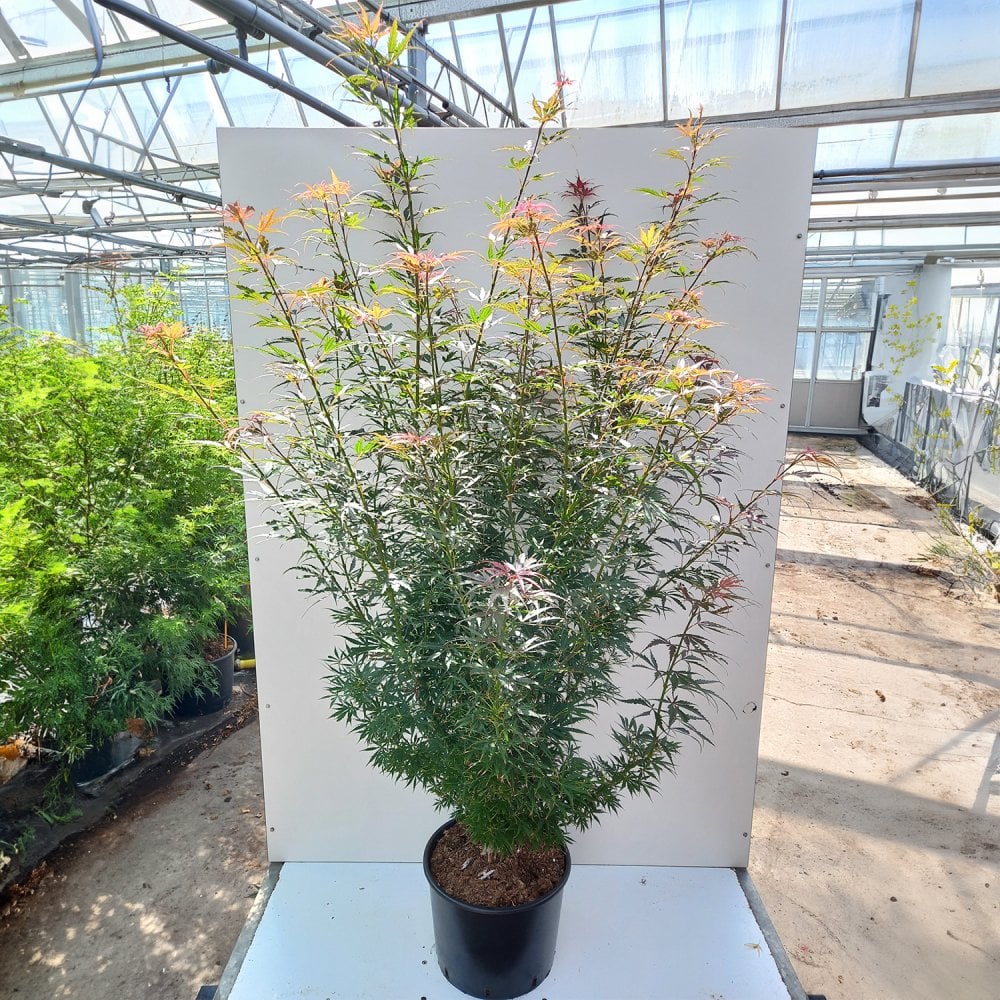 Acer palmatum 'Jerre Schwartz' - Image 6