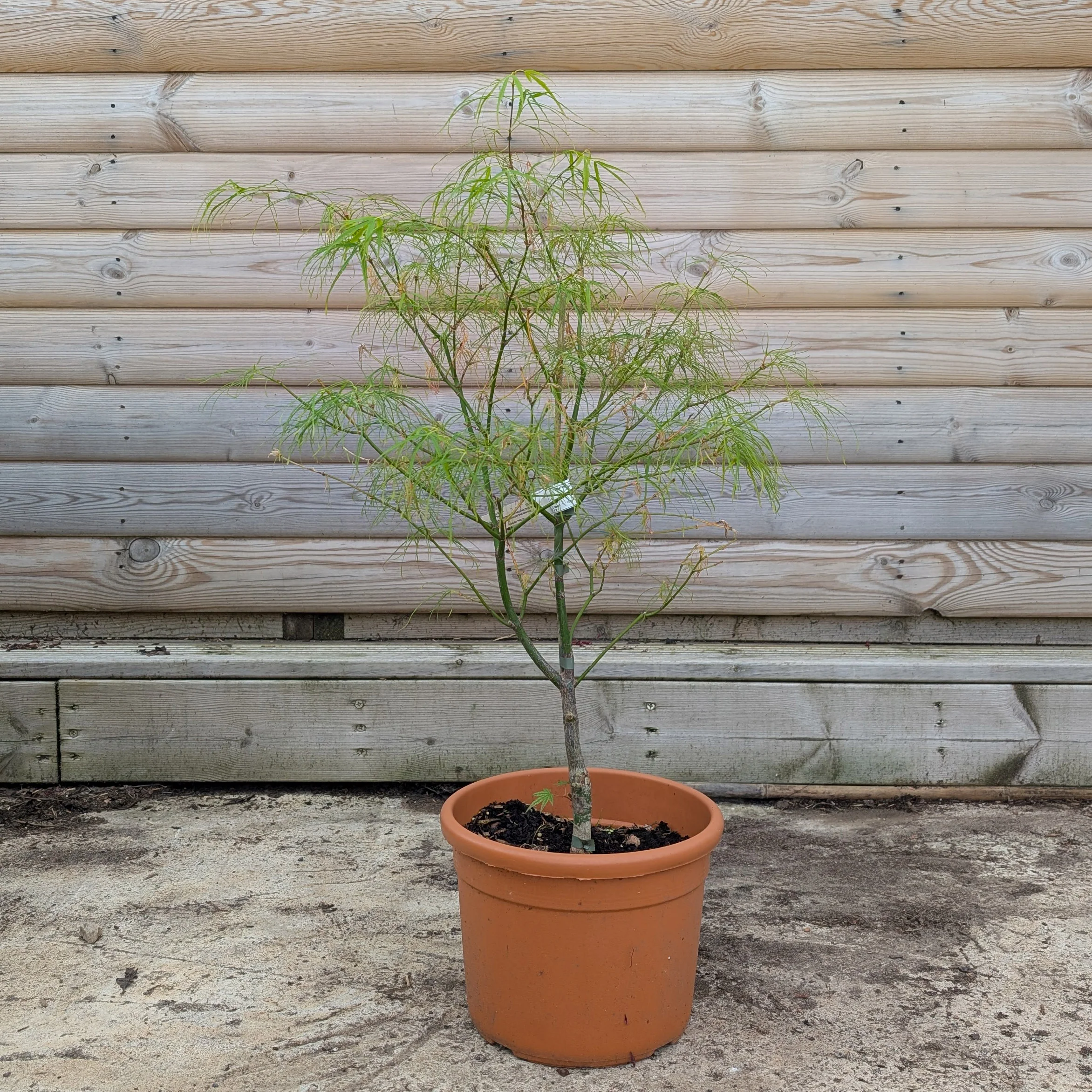Acer palmatum Kinshi - Image 3