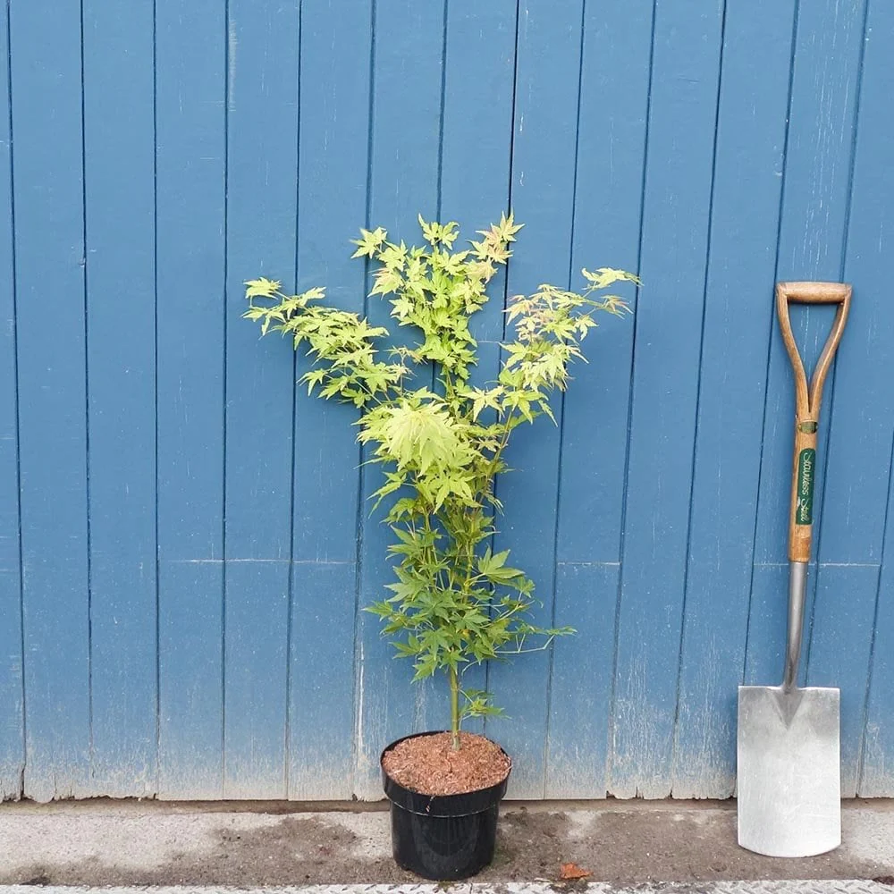Acer palmatum 'Orange Dream' Tree - Image 3