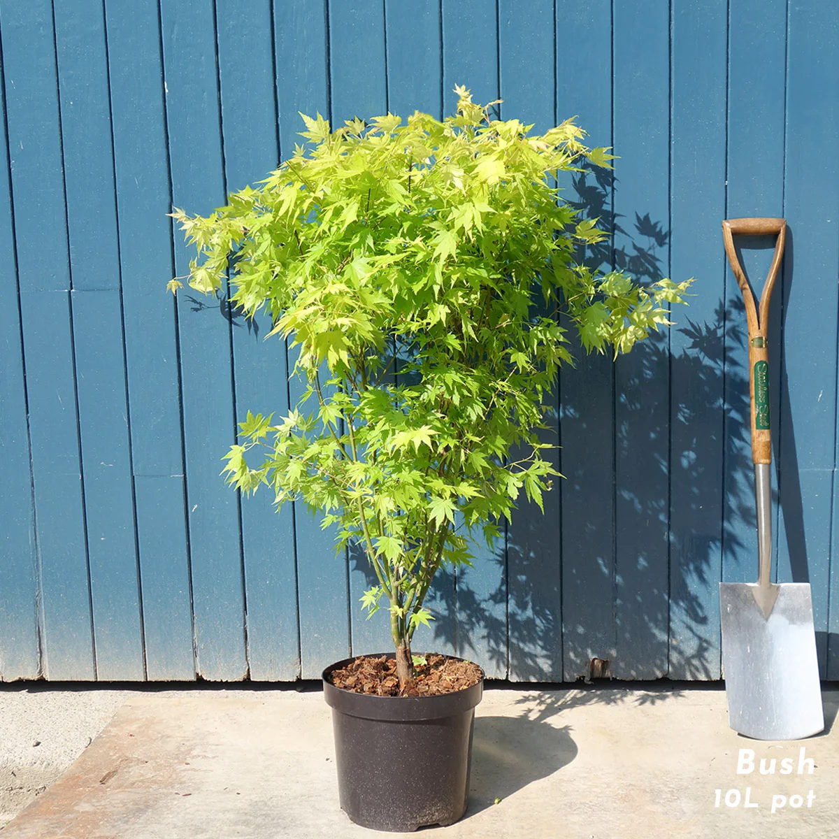 Acer palmatum 'Orange Dream' Tree - Image 4