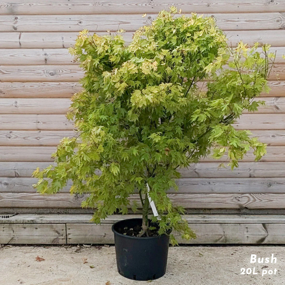 Acer palmatum 'Orange Dream' Tree - Image 5