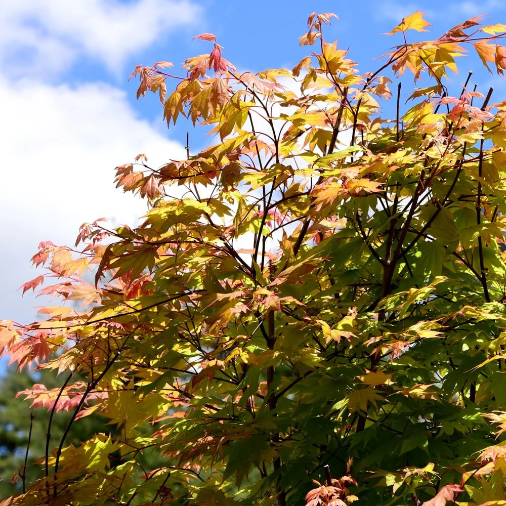 Acer palmatum 'Oregon Sunset'