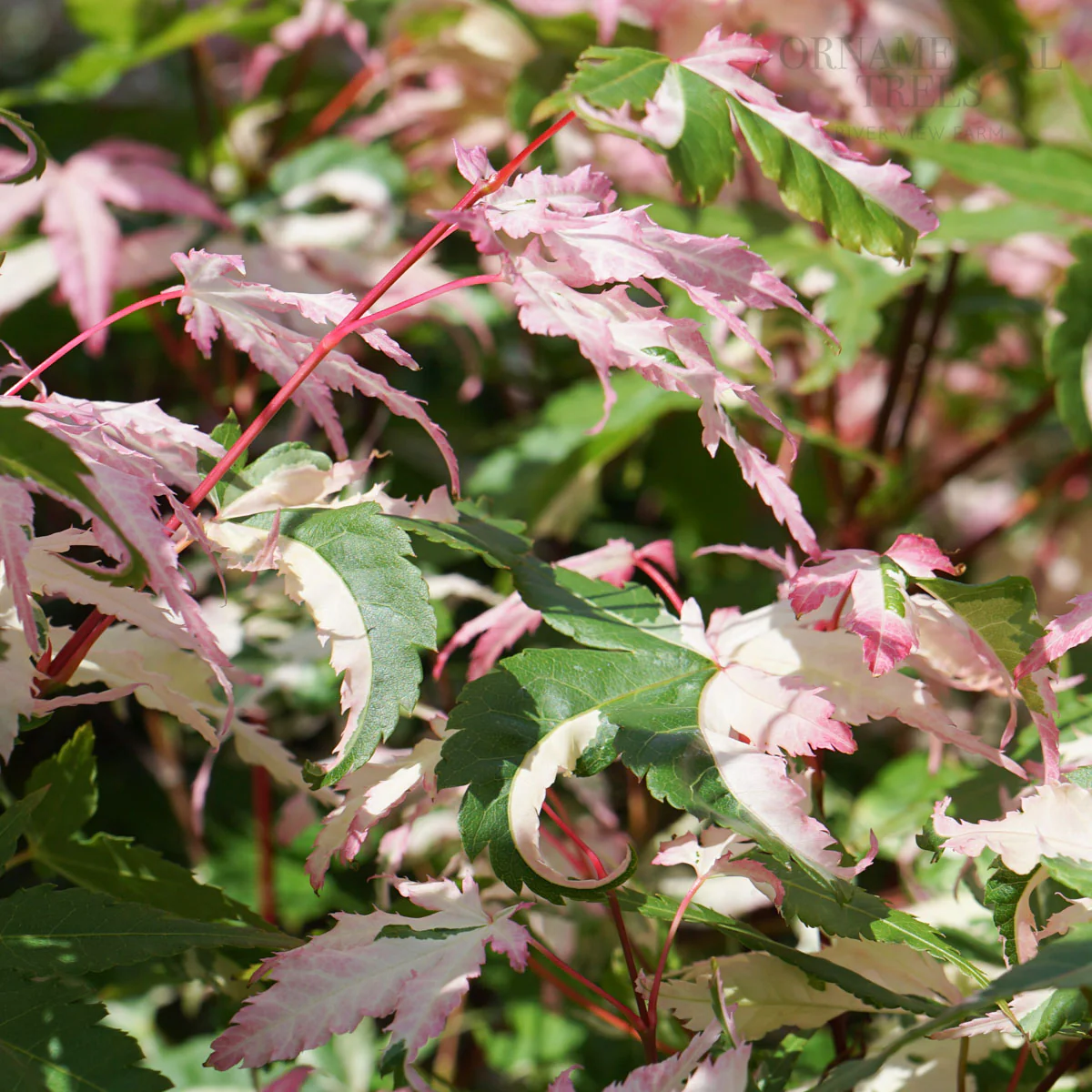 Acer palmatum 'Oridono-nishiki' Tree