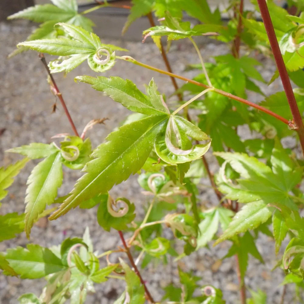 Acer palmatum 'Oridono-nishiki' Tree - Image 2