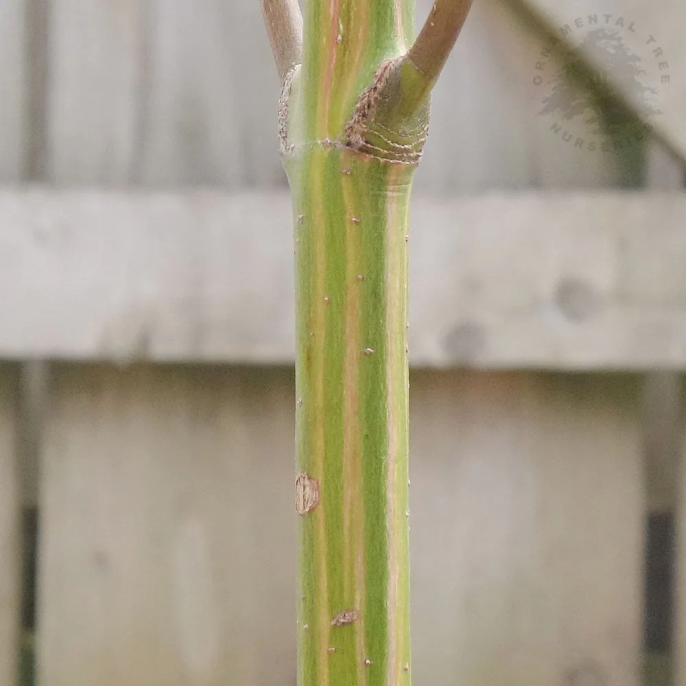 Acer palmatum 'Oridono-nishiki' Tree - Image 3