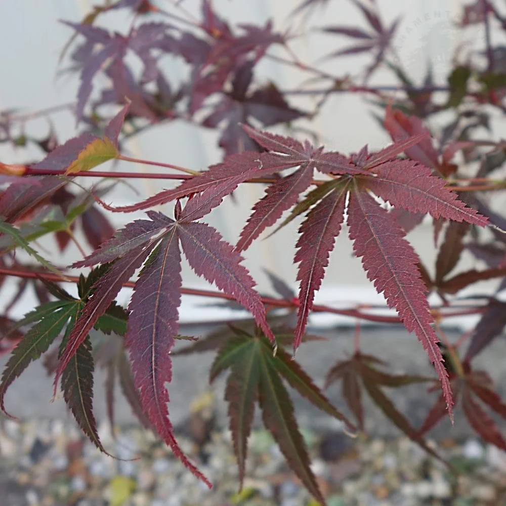 Acer palmatum 'Pixie' Tree