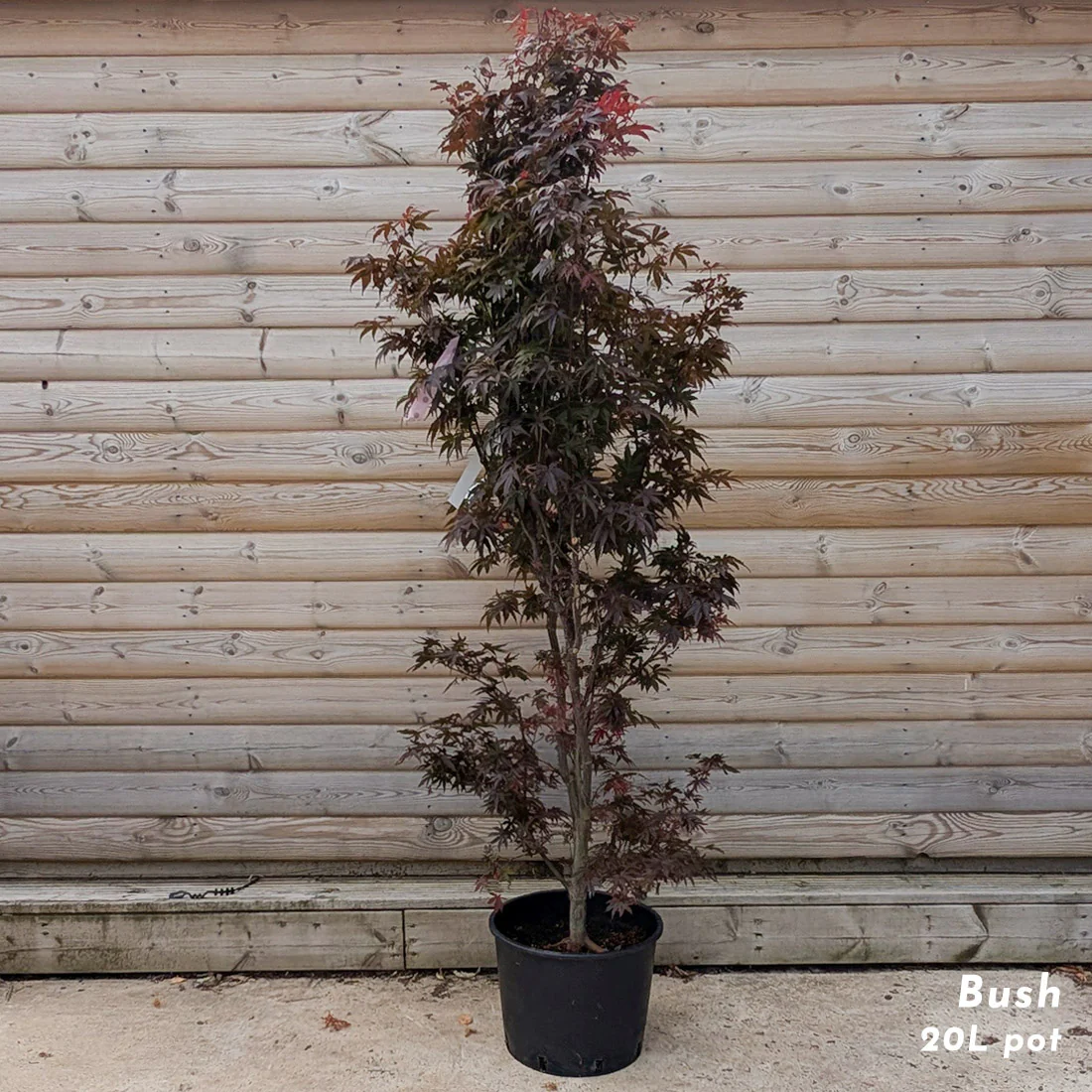Acer palmatum 'Pixie' Tree - Image 2