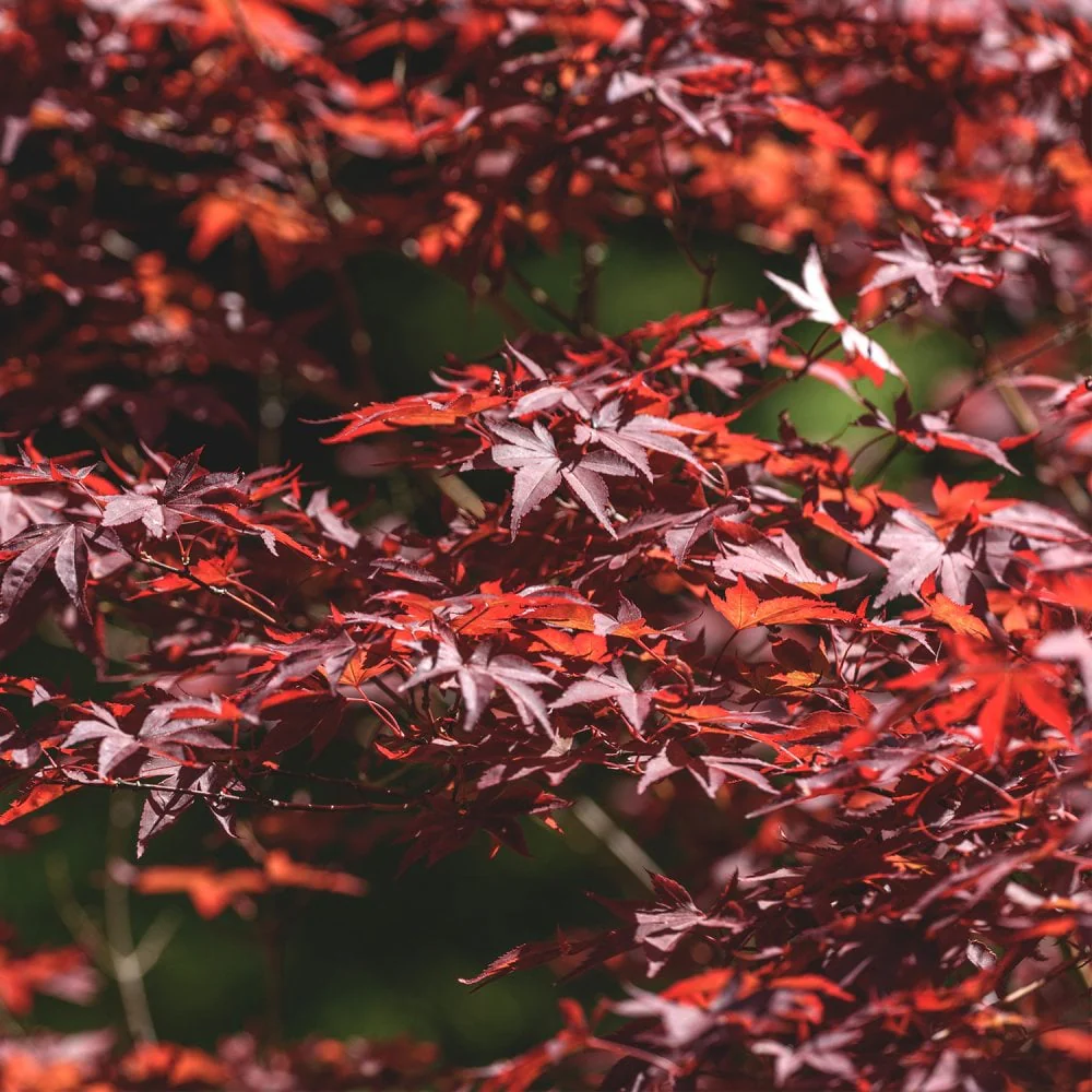 Acer palmatum 'Red Emperor' - Image 2