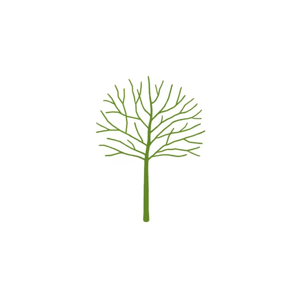 Acer palmatum Tree - Image 6