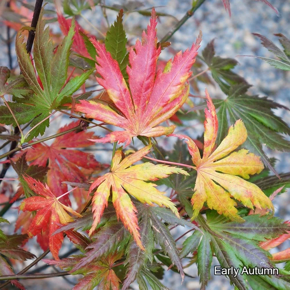 Acer palmatum 'Trompenburg' Tree - Image 2