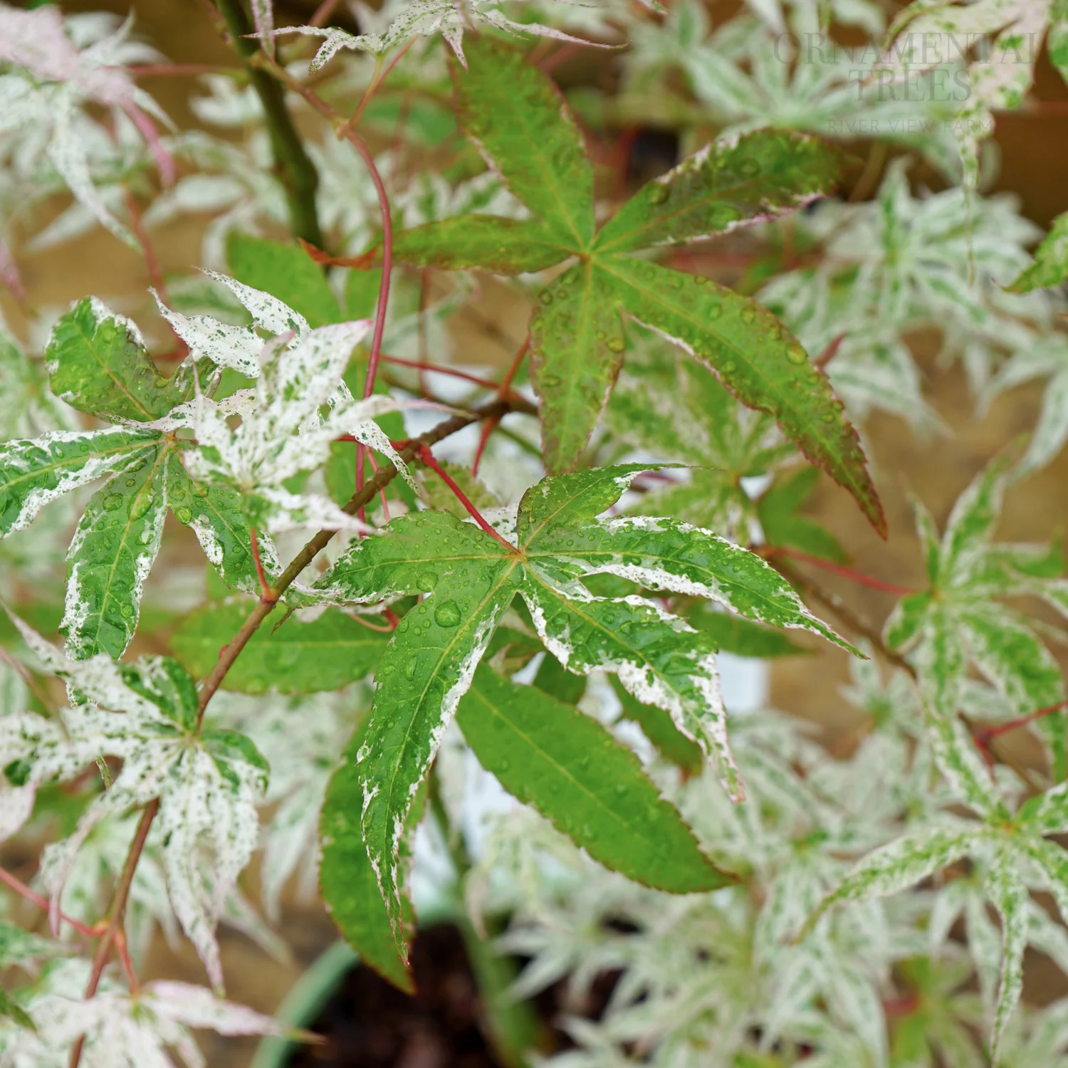 Acer palmatum 'Uki-gumo' - Image 3