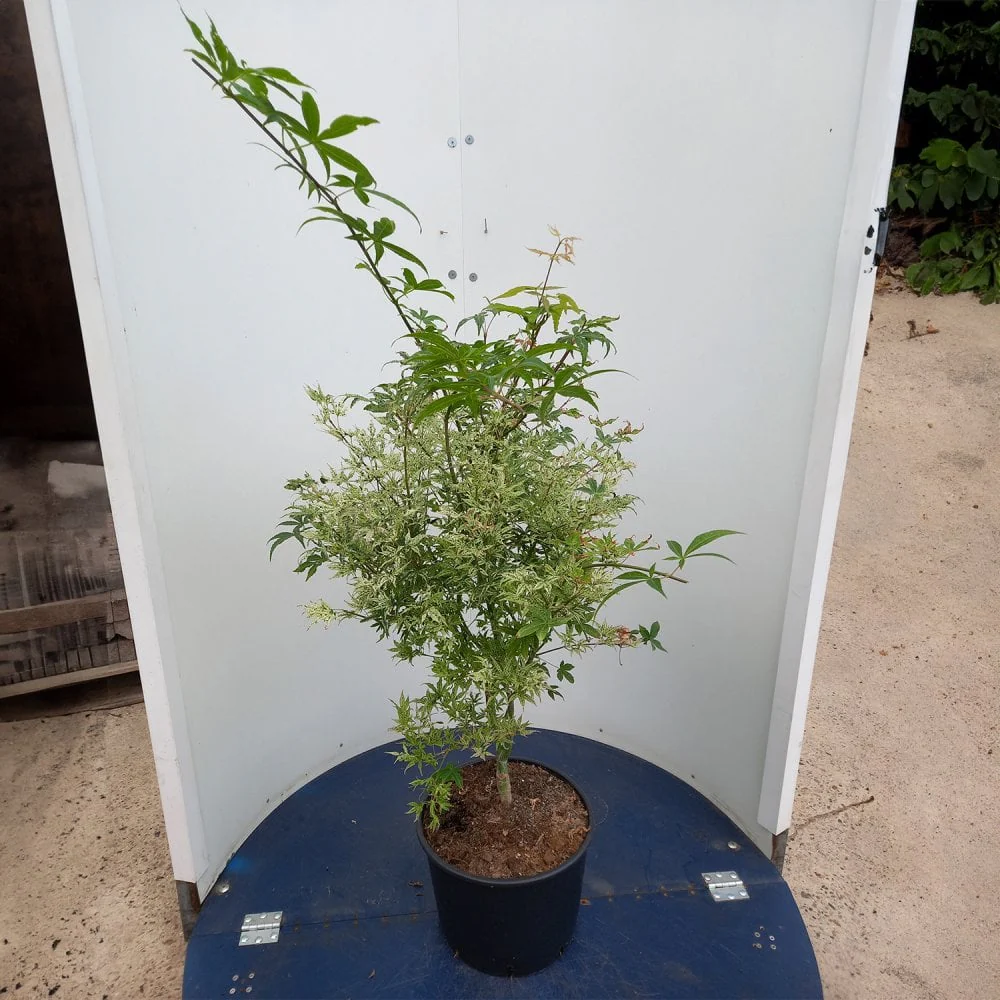 Acer palmatum 'Uki-gumo' - Image 4